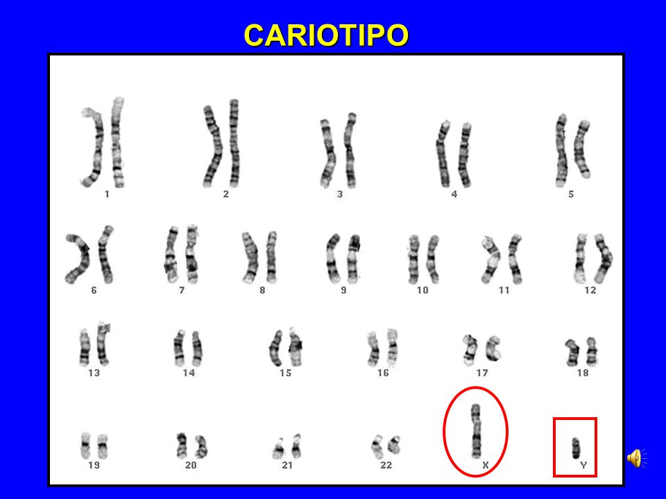 CARIOTIPO Primer Trimestre Orientadora 1. Diapositiva 7.