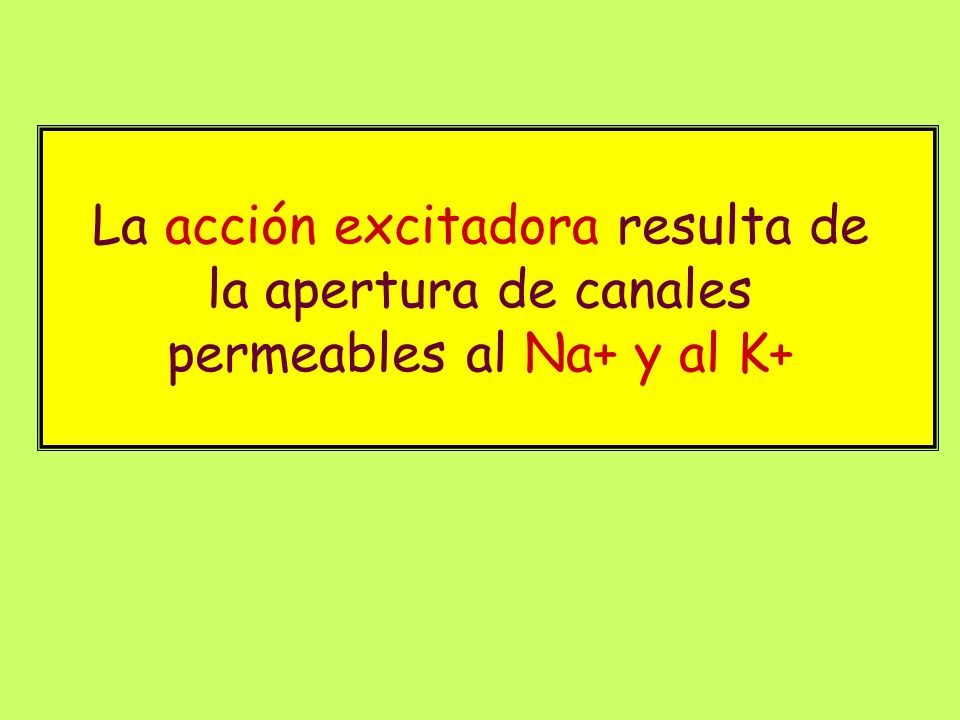 La acción excitadora resulta de la apertura de canales permeables al Na+ y al K+