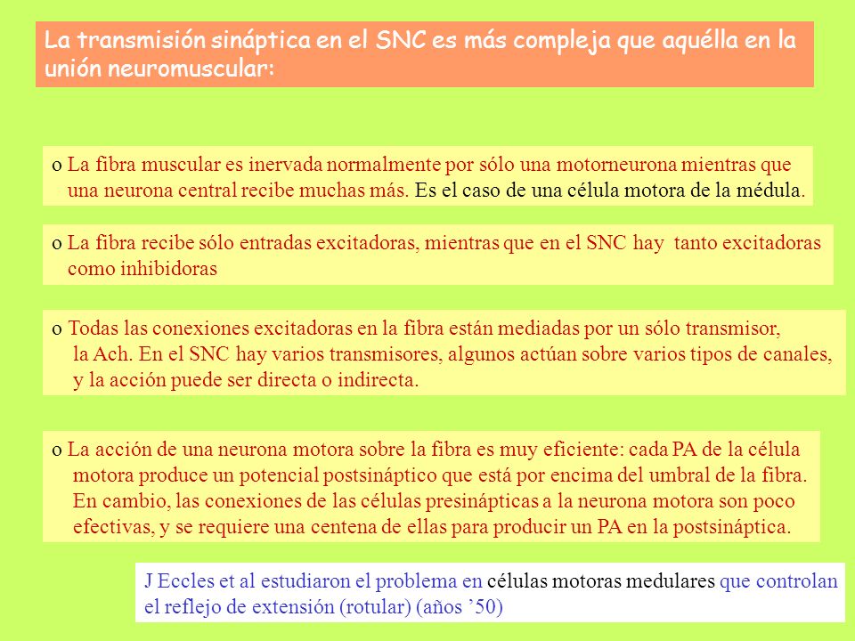 La transmisión sináptica en el SNC es más compleja que aquélla en la unión neuromuscular: