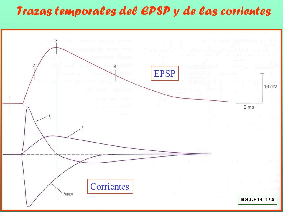 Trazas temporales del EPSP y de las corrientes