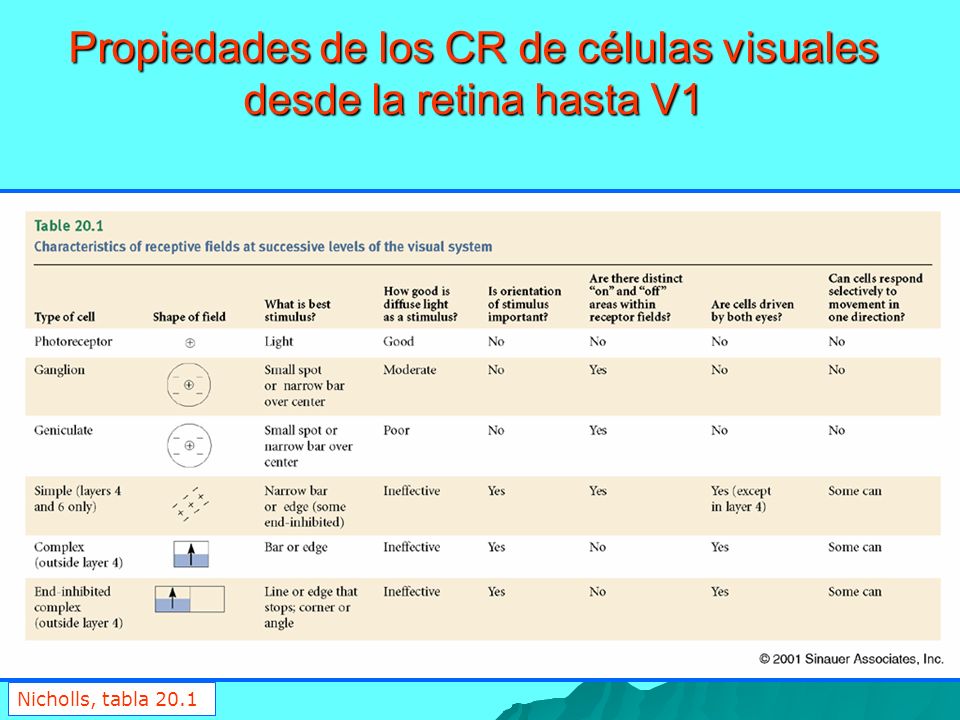Propiedades de los CR de células visuales desde la retina hasta V1