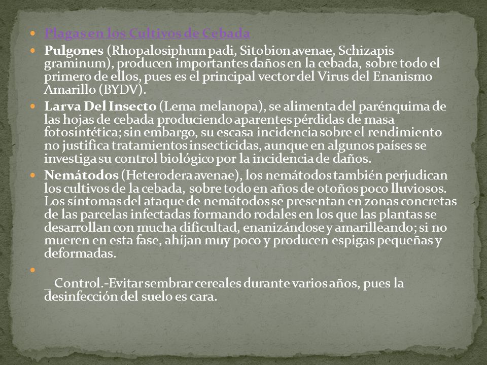 Plagas en los Cultivos de Cebada