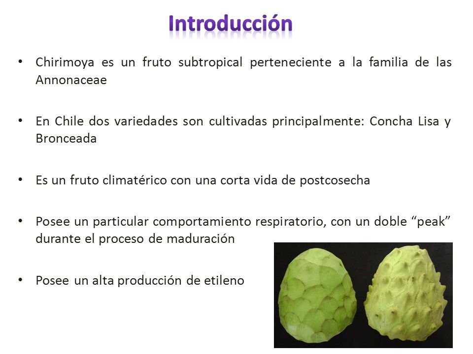 Introducción Chirimoya es un fruto subtropical perteneciente a la familia de las Annonaceae.
