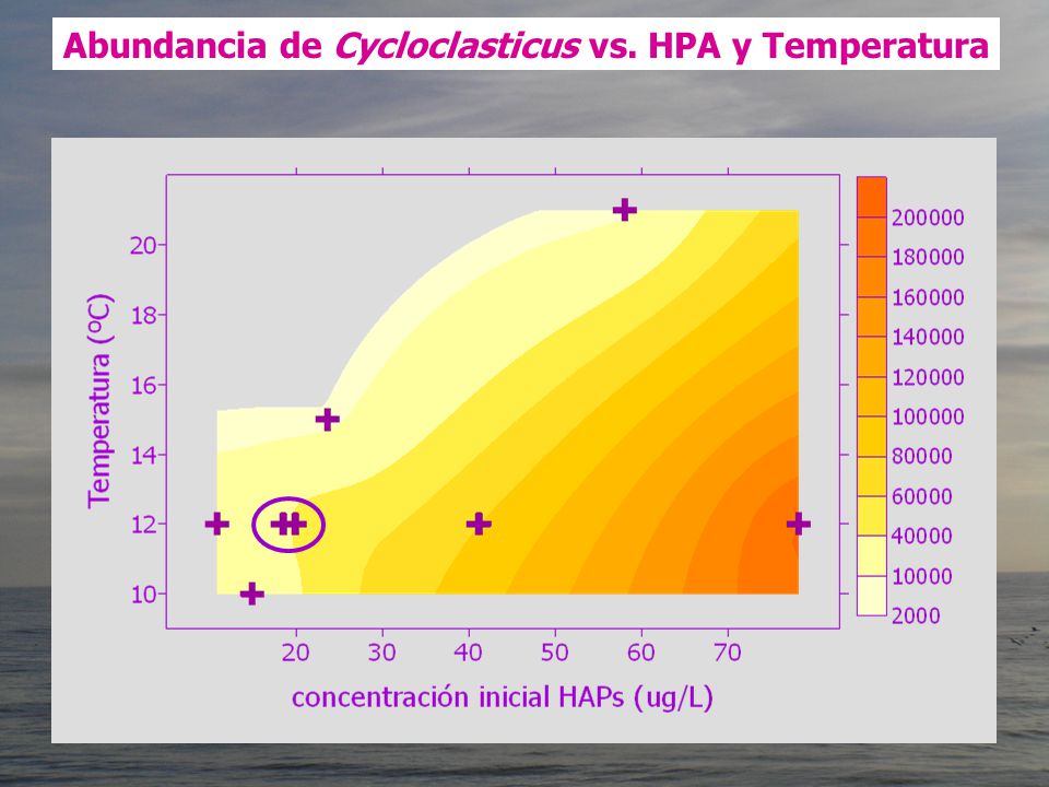 Abundancia de Cycloclasticus vs. HPA y Temperatura