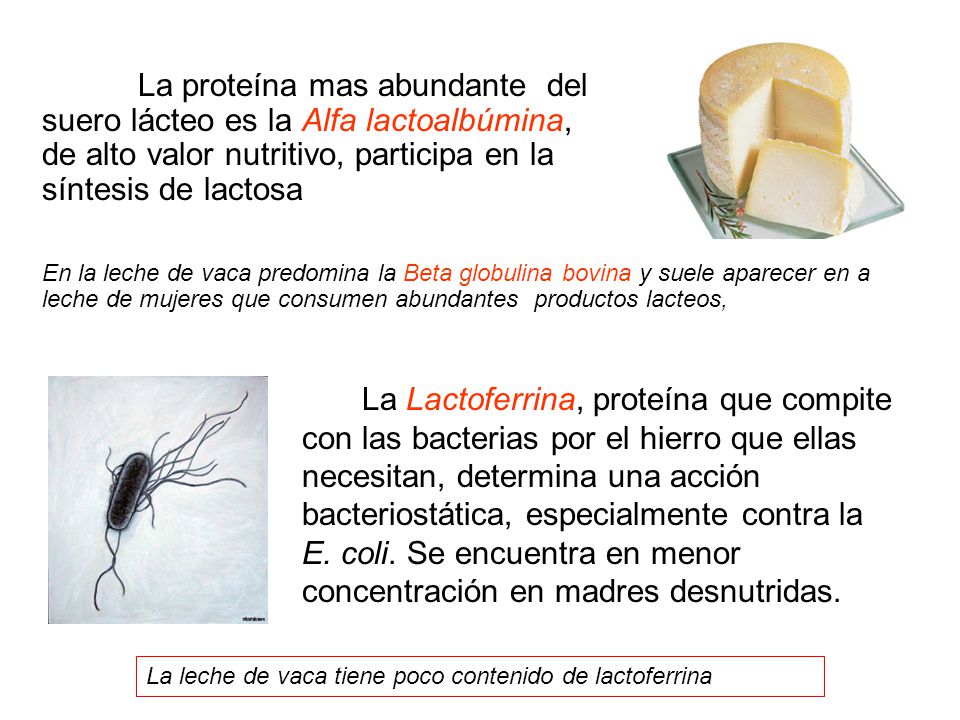 La proteína mas abundante del suero lácteo es la Alfa lactoalbúmina, de alto valor nutritivo, participa en la síntesis de lactosa