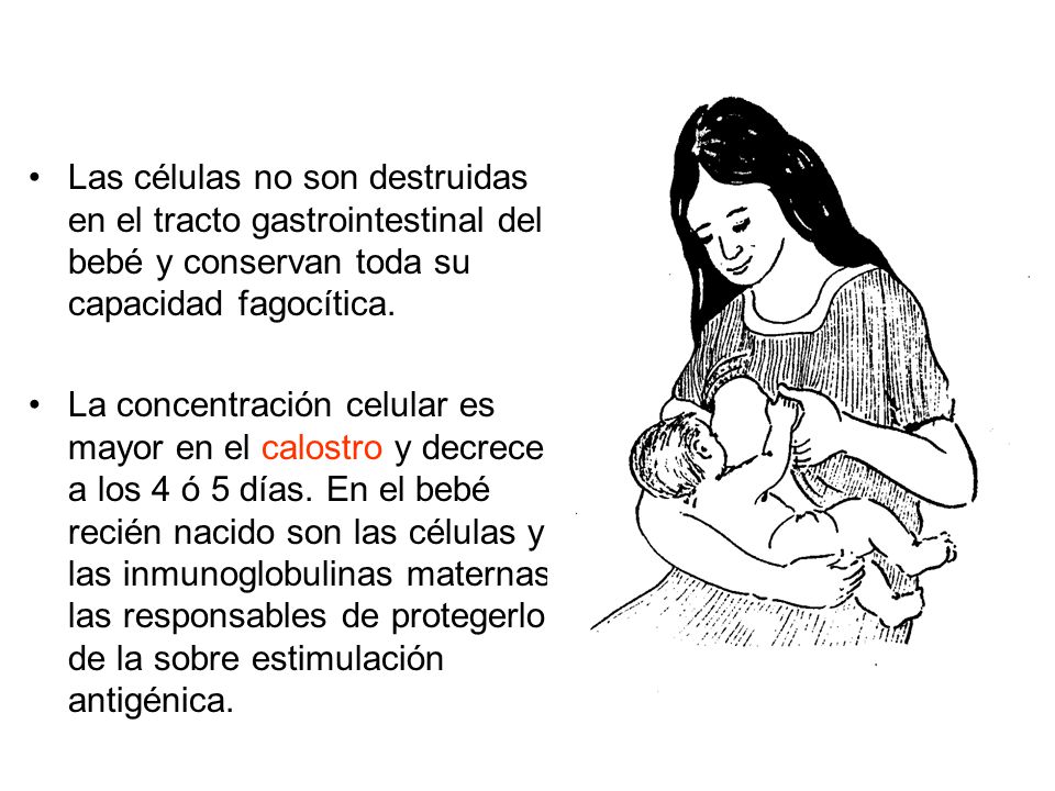 Las células no son destruidas en el tracto gastrointestinal del bebé y conservan toda su capacidad fagocítica.