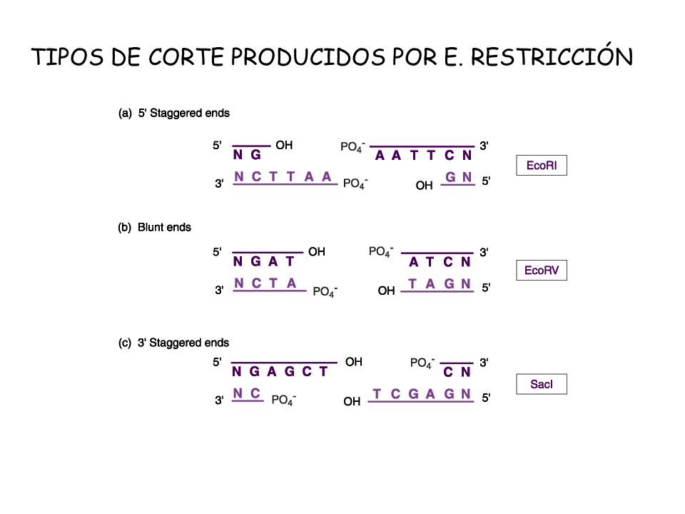 TIPOS DE CORTE PRODUCIDOS POR E. RESTRICCIÓN