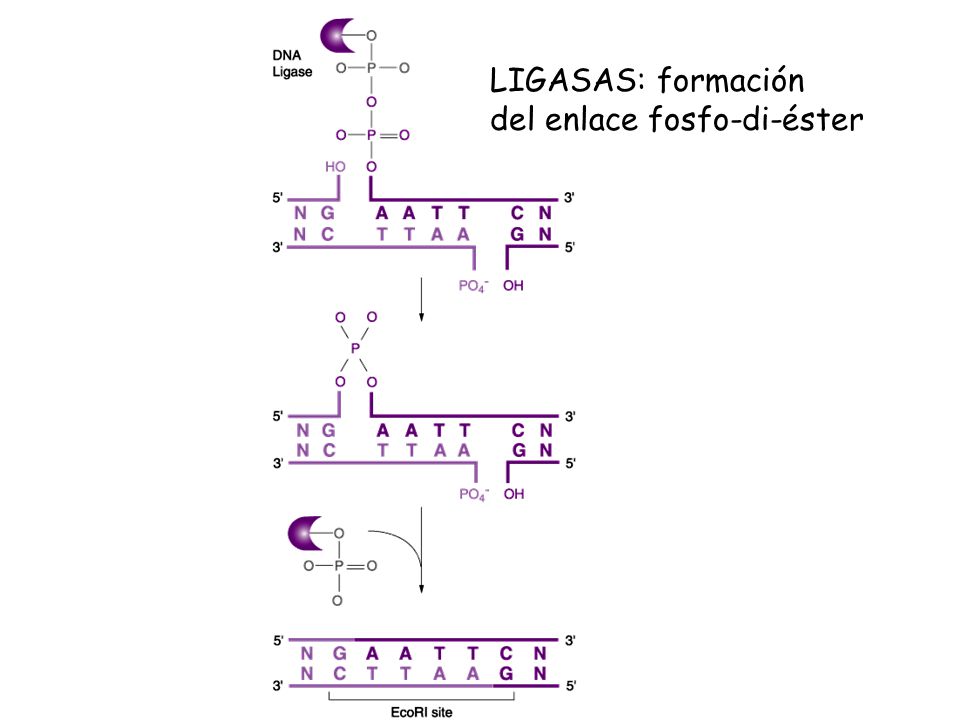 LIGASAS: formación del enlace fosfo-di-éster