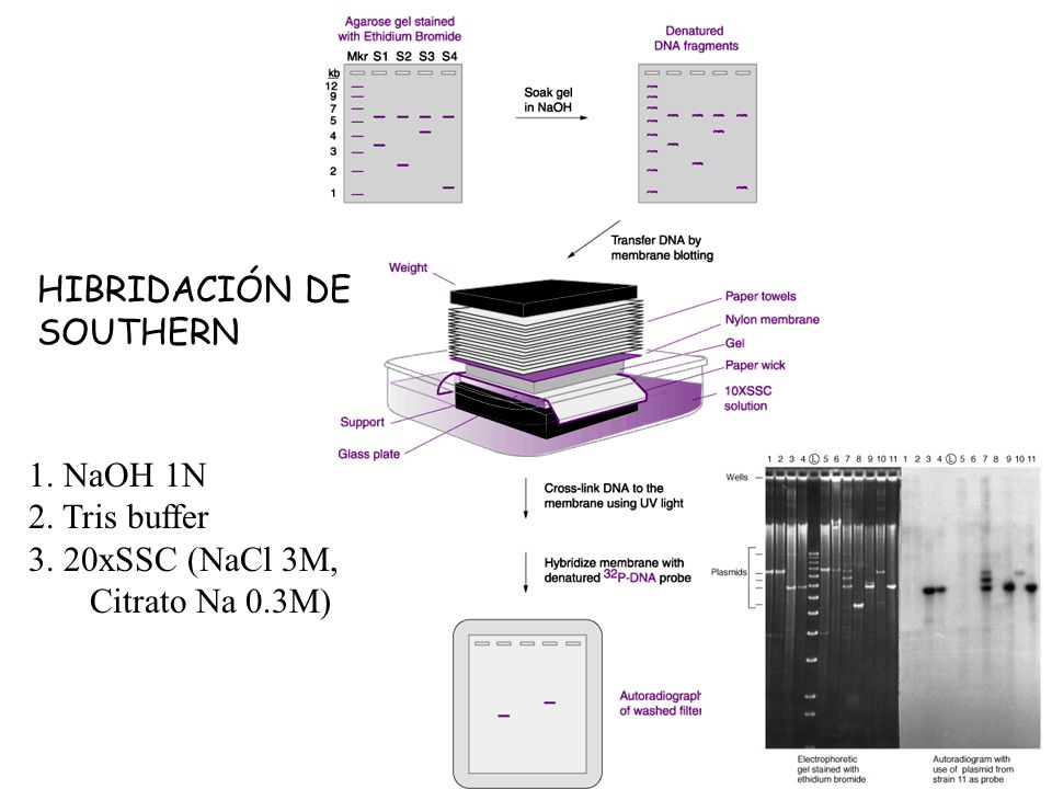 HIBRIDACIÓN DE SOUTHERN 1. NaOH 1N 2. Tris buffer 3. 20xSSC (NaCl 3M, Citrato Na 0.3M)