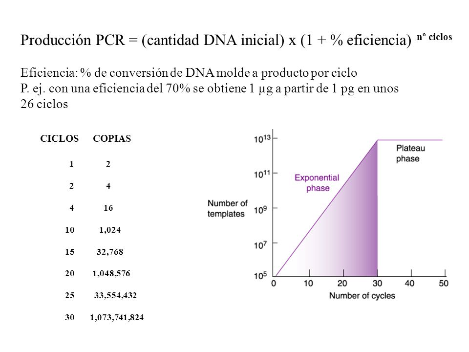 Producción PCR = (cantidad DNA inicial) x (1 + % eficiencia) nº ciclos