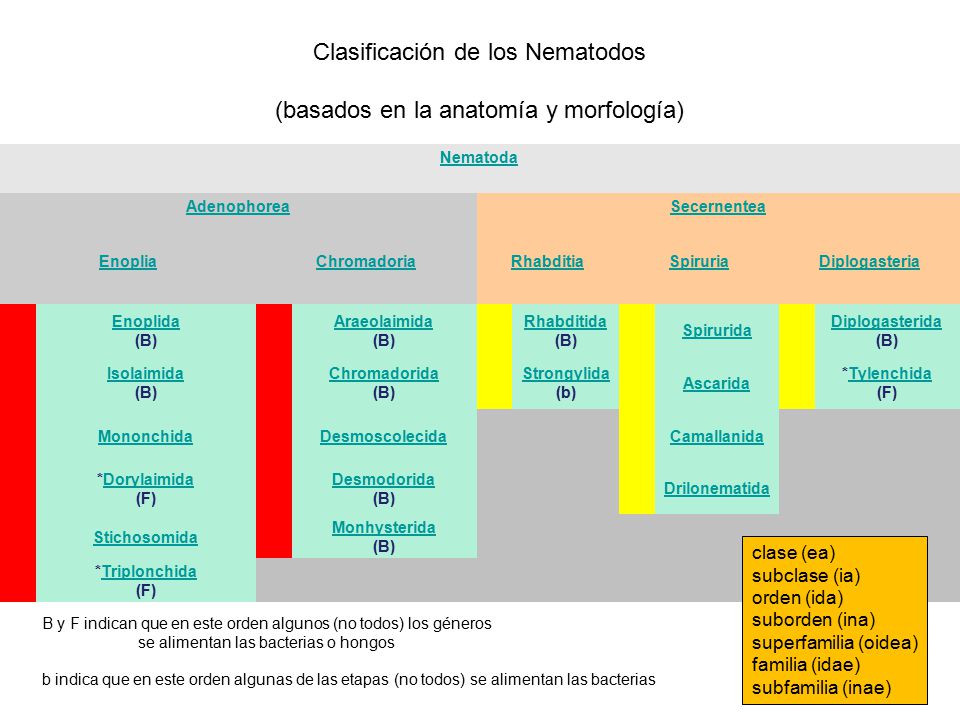 Clasificación de los Nematodos (basados ​​en la anatomía y morfología)