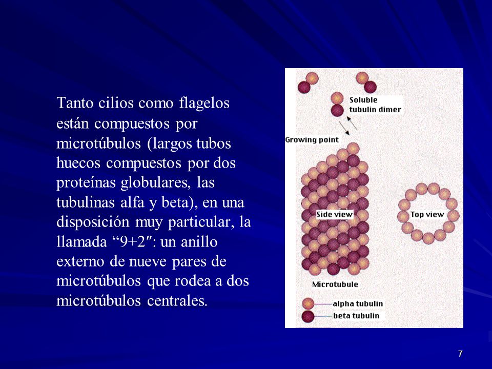 Tanto cilios como flagelos están compuestos por microtúbulos (largos tubos huecos compuestos por dos proteínas globulares, las tubulinas alfa y beta), en una disposición muy particular, la llamada 9+2″: un anillo externo de nueve pares de microtúbulos que rodea a dos microtúbulos centrales.
