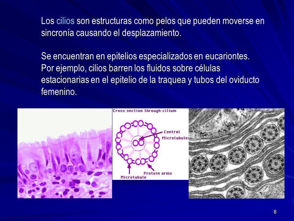 Los cilios son estructuras como pelos que pueden moverse en sincronía causando el desplazamiento.
