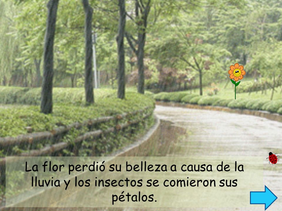 La flor perdió su belleza a causa de la lluvia y los insectos se comieron sus pétalos.