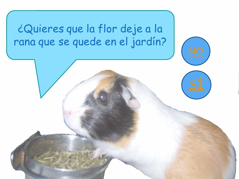 ¿Quieres que la flor deje a la rana que se quede en el jardín