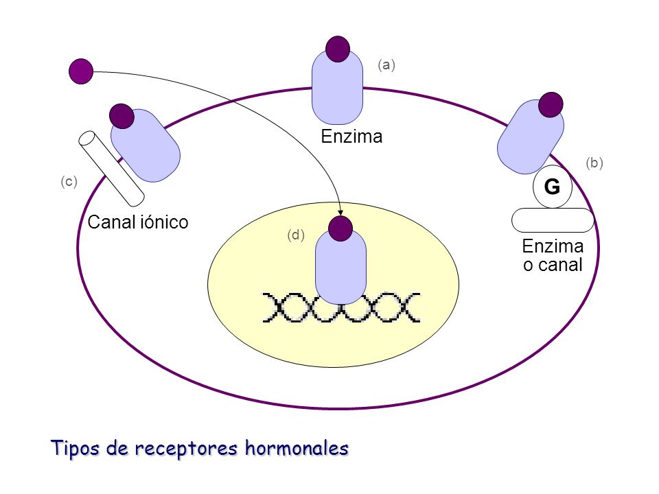 G Tipos de receptores hormonales Enzima Canal iónico Enzima o canal