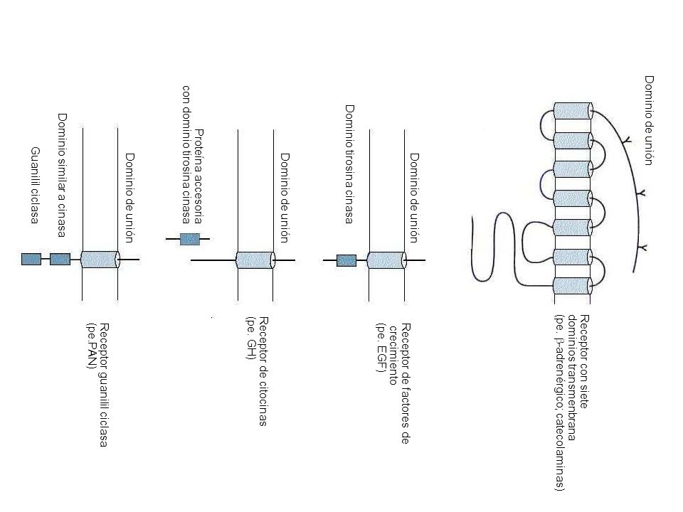 Receptor con siete dominios transmenbrana. (pe. -adrenérgico; catecolaminas) Receptor de factores de.
