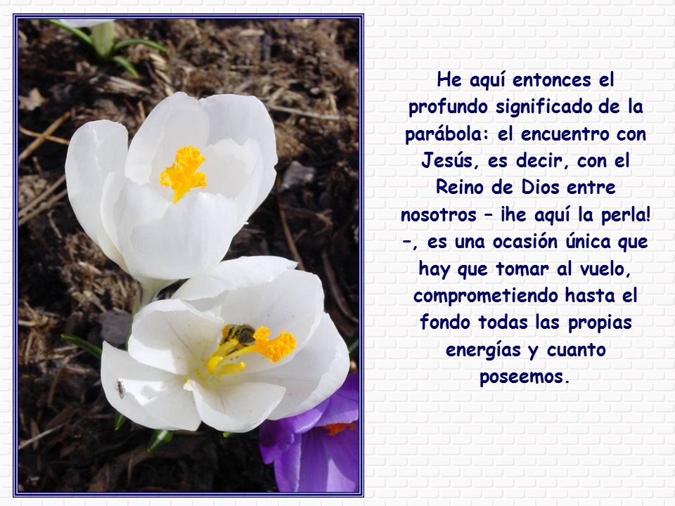 He aquí entonces el profundo significado de la parábola: el encuentro con Jesús, es decir, con el Reino de Dios entre nosotros – ¡he aquí la perla.