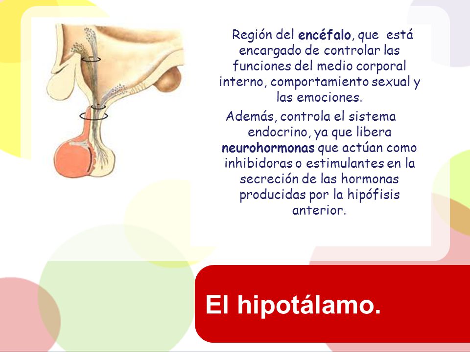 Región del encéfalo, que está encargado de controlar las funciones del medio corporal interno, comportamiento sexual y las emociones.