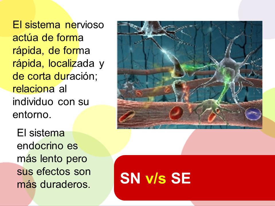 El sistema nervioso actúa de forma rápida, de forma rápida, localizada y de corta duración; relaciona al individuo con su entorno.