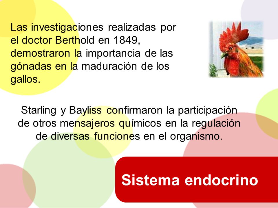 Las investigaciones realizadas por el doctor Berthold en 1849, demostraron la importancia de las gónadas en la maduración de los gallos.