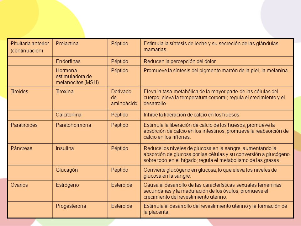 Pituitaria anterior (continuación) Prolactina. Péptido. Estimula la síntesis de leche y su secreción de las glándulas mamarias.