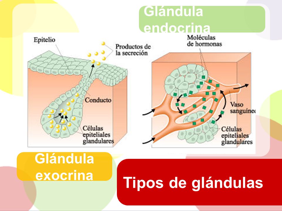 Glándula endocrina Glándula exocrina Tipos de glándulas