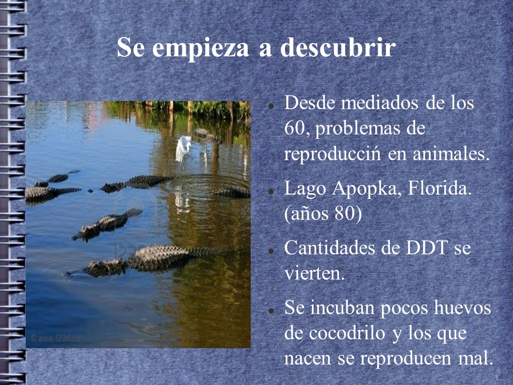 Se empieza a descubrir Desde mediados de los 60, problemas de reproducciń en animales. Lago Apopka, Florida. (años 80)