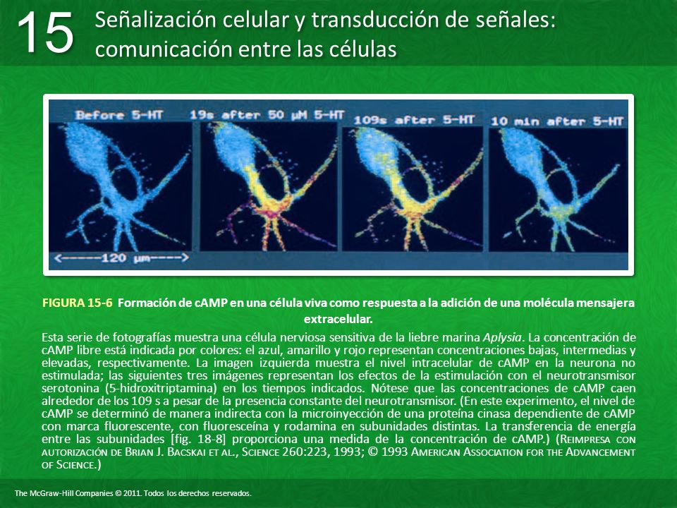 FIGURA 15-6 Formación de cAMP en una célula viva como respuesta a la adición de una molécula mensajera extracelular.