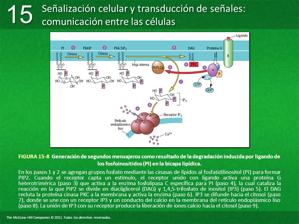 FIGURA 15-8 Generación de segundos mensajeros como resultado de la degradación inducida por ligando de los fosfoinositidos (PI) en la bicapa lipídica.
