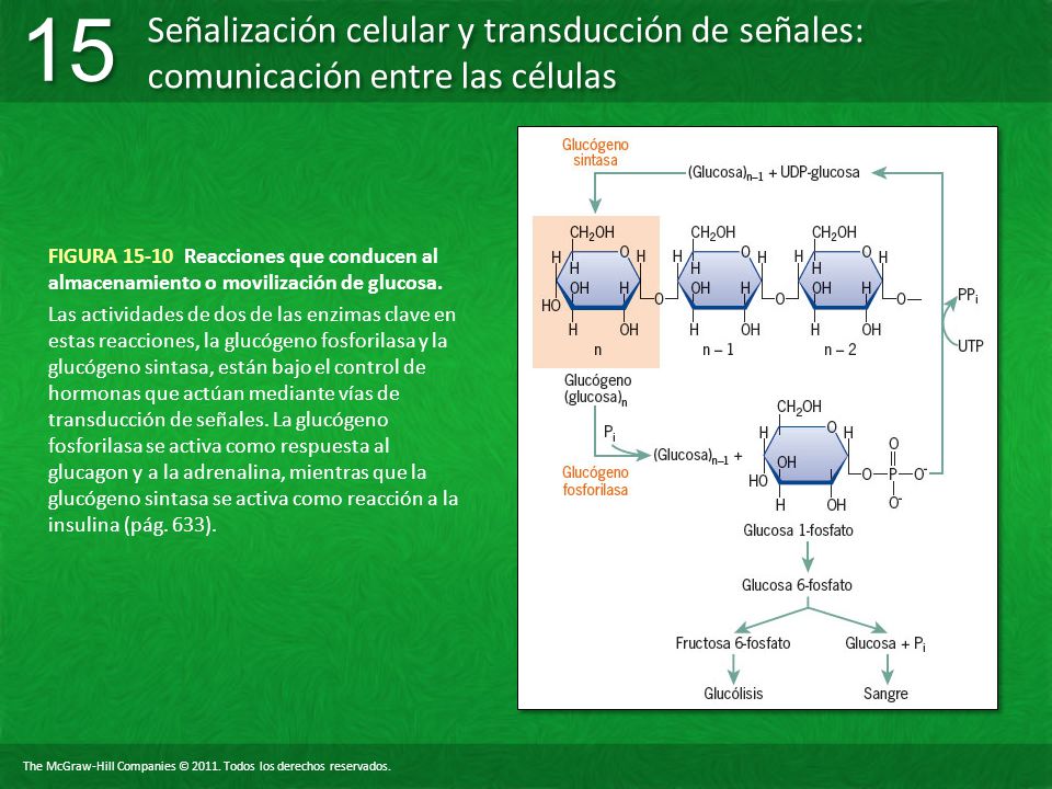 FIGURA Reacciones que conducen al almacenamiento o movilización de glucosa.
