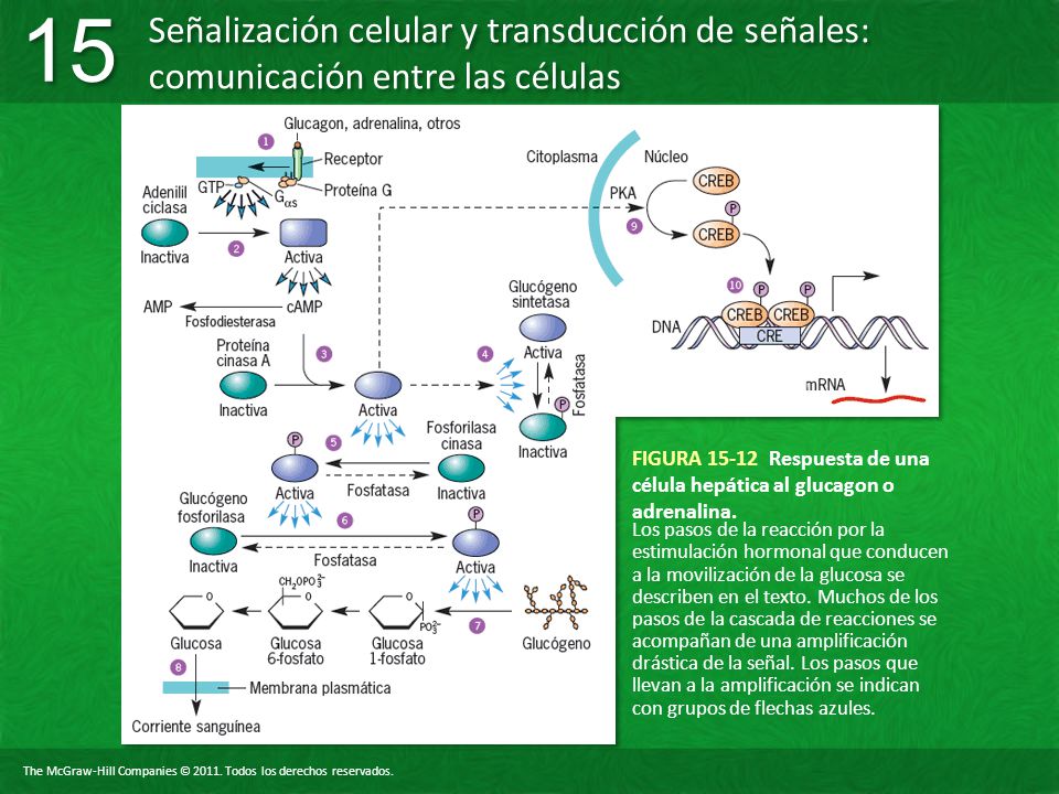 FIGURA Respuesta de una célula hepática al glucagon o adrenalina.