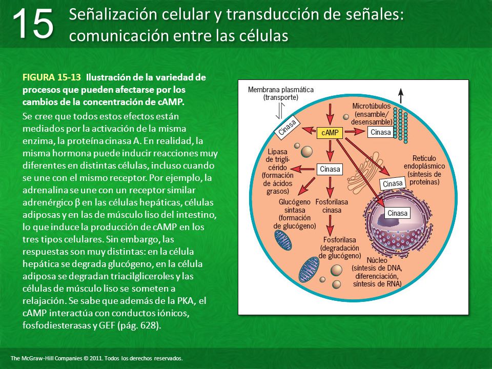 FIGURA Ilustración de la variedad de procesos que pueden afectarse por los cambios de la concentración de cAMP.