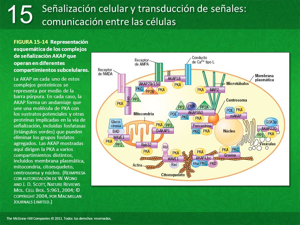 FIGURA Representación esquemática de los complejos de señalización AKAP que operan en diferentes compartimientos subcelulares.