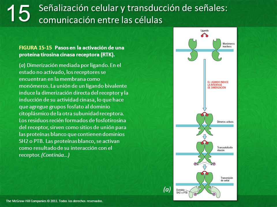 FIGURA Pasos en la activación de una proteína tirosina cinasa receptora (RTK).
