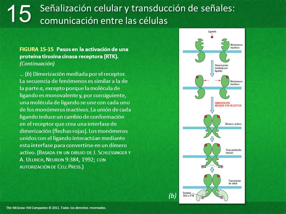 FIGURA Pasos en la activación de una proteína tirosina cinasa receptora (RTK). (Continuación)