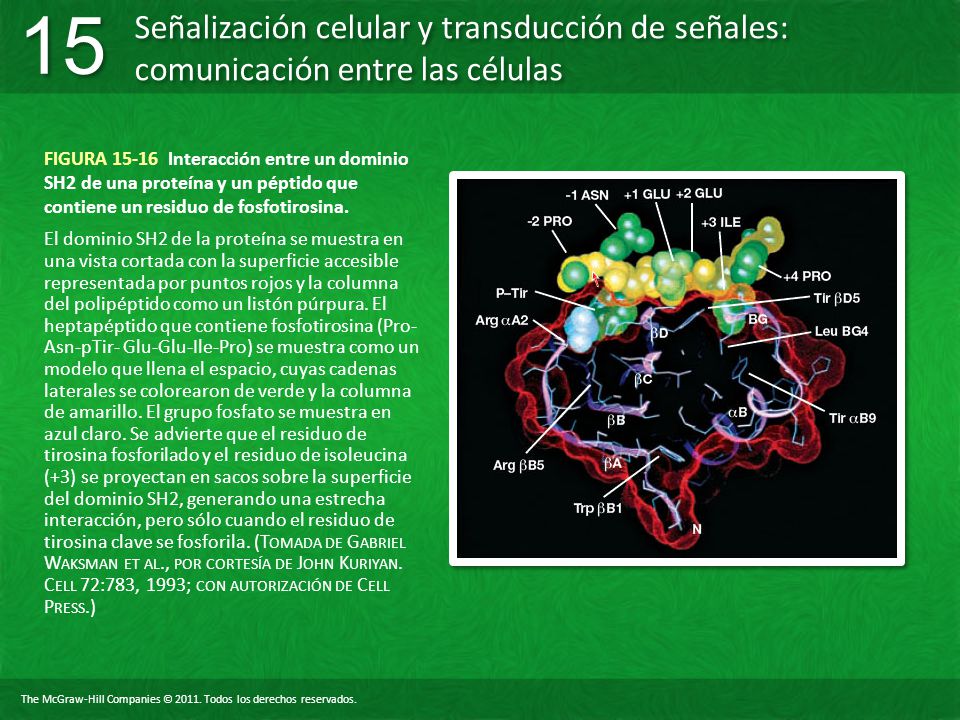 FIGURA Interacción entre un dominio SH2 de una proteína y un péptido que contiene un residuo de fosfotirosina.