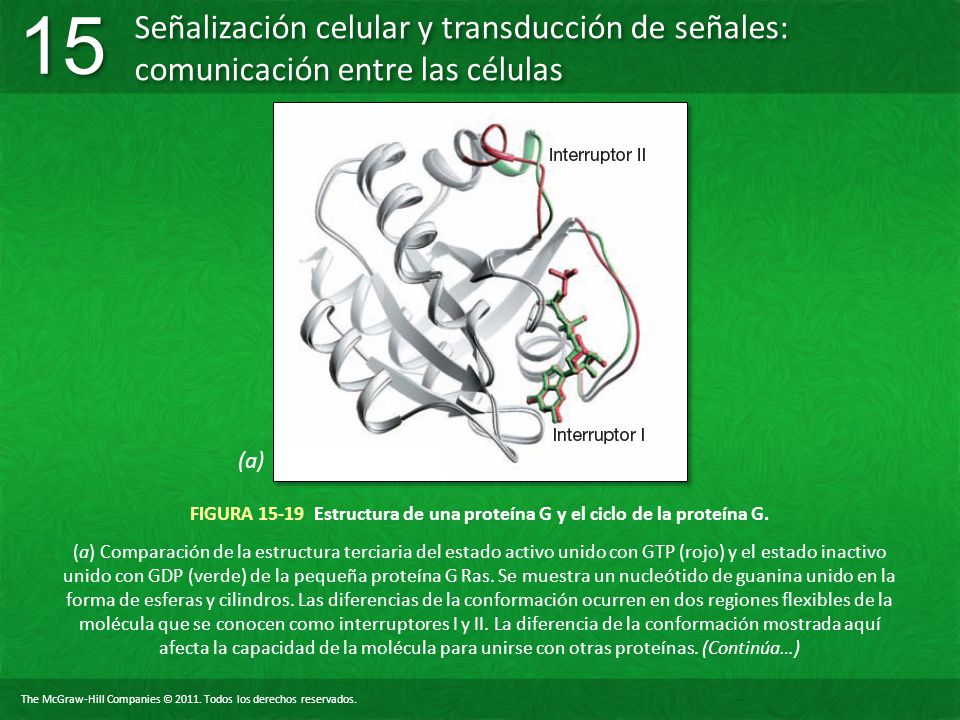 FIGURA Estructura de una proteína G y el ciclo de la proteína G.