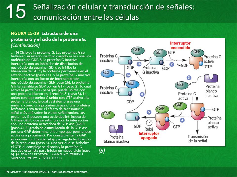 FIGURA Estructura de una proteína G y el ciclo de la proteína G