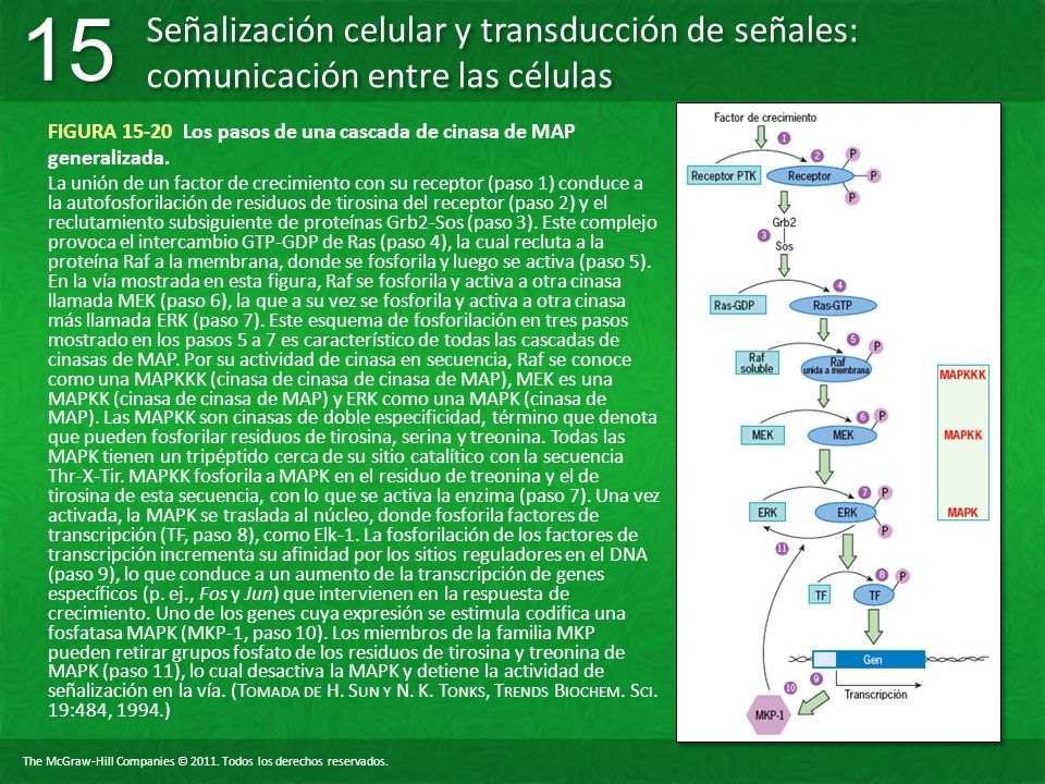 FIGURA Los pasos de una cascada de cinasa de MAP generalizada.