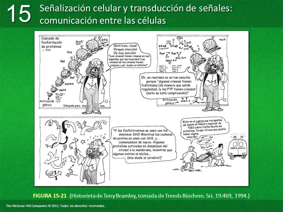 FIGURA (Historieta de Tony Bramley, tomada de Trends Biochem. Sci. 19:469, 1994.)