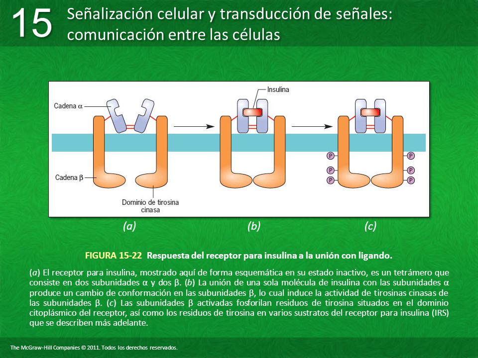 (a) (b) (c) FIGURA Respuesta del receptor para insulina a la unión con ligando.