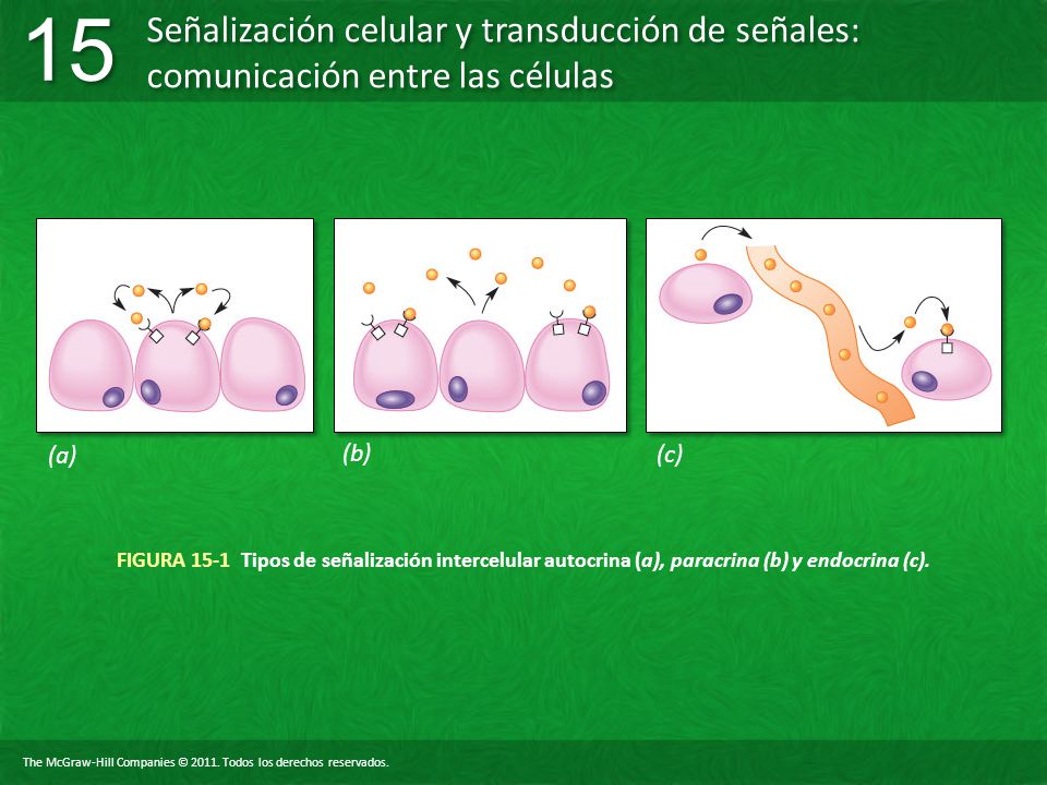(a) (b) (c) FIGURA 15-1 Tipos de señalización intercelular autocrina (a), paracrina (b) y endocrina (c).