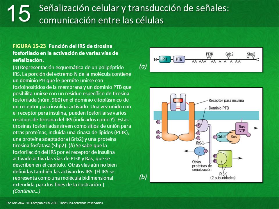 FIGURA Función del IRS de tirosina fosforilado en la activación de varias vías de señalización.