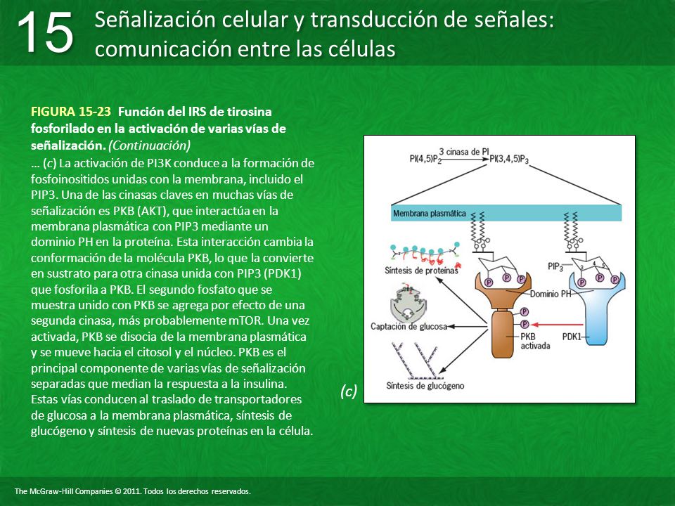 FIGURA Función del IRS de tirosina fosforilado en la activación de varias vías de señalización. (Continuación)