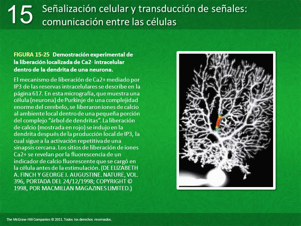 FIGURA Demostración experimental de la liberación localizada de Ca2∙ intracelular dentro de la dendrita de una neurona.