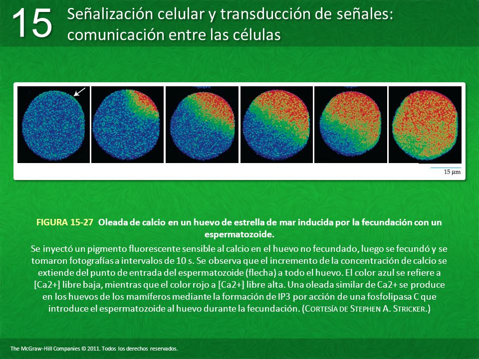 FIGURA Oleada de calcio en un huevo de estrella de mar inducida por la fecundación con un espermatozoide.