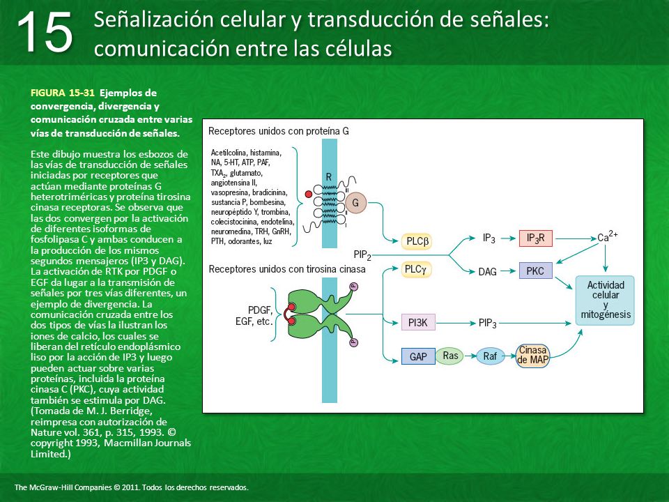 FIGURA Ejemplos de convergencia, divergencia y comunicación cruzada entre varias vías de transducción de señales.