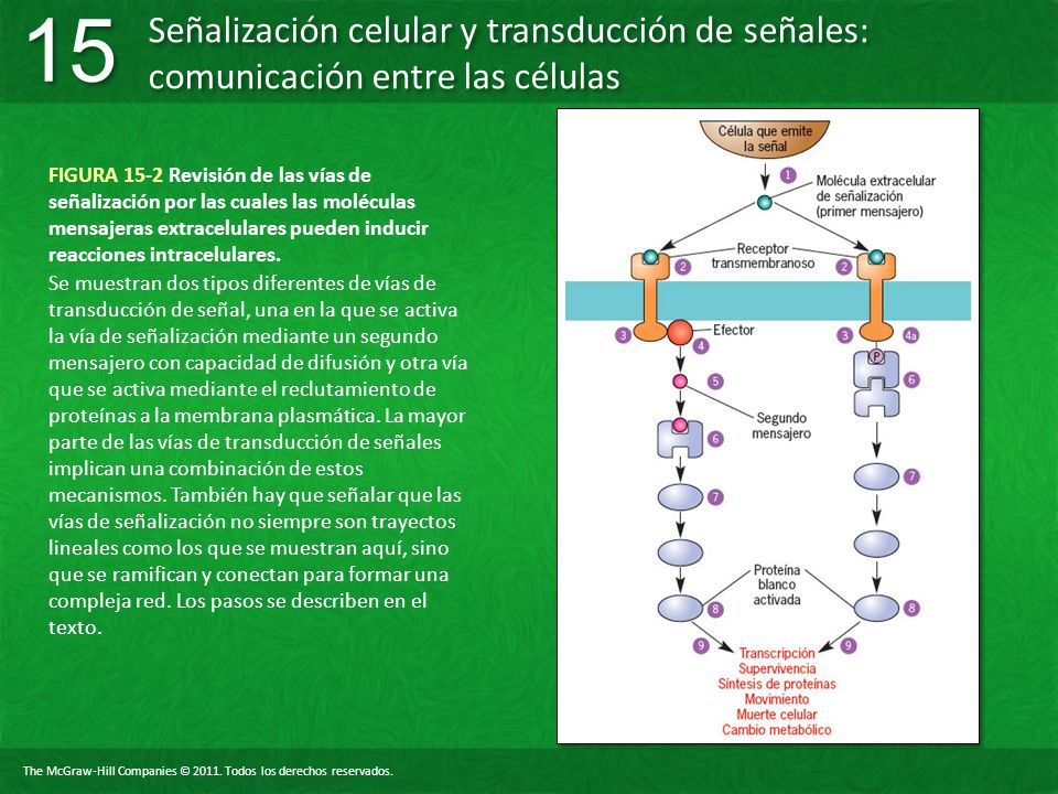 FIGURA 15-2 Revisión de las vías de señalización por las cuales las moléculas mensajeras extracelulares pueden inducir reacciones intracelulares.