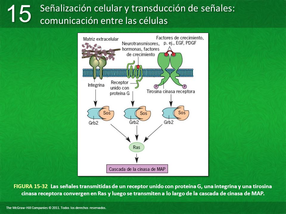 FIGURA Las señales transmitidas de un receptor unido con proteína G, una integrina y una tirosina cinasa receptora convergen en Ras y luego se transmiten a lo largo de la cascada de cinasa de MAP.